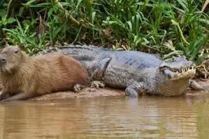 Hewan ini nggak punya predator alami lho, nggak percaya? 