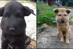 Akibat terlalu kepo muka dua ekor anjing ini jadi aneh, kenapa ya? 
