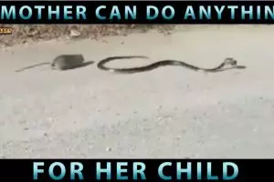 Perjuangan induk tikus lawan ular yang menggigit anaknya ini dramatis!