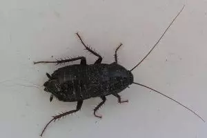 5 Hewan & benda berbahaya ini pernah masuk ke telinga manusia