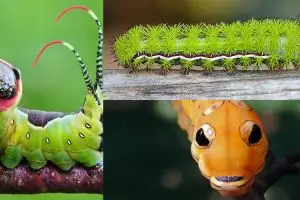 Penampakan 19 ulat bulu ini eksotis, bikin geli tapi pengen lihat lagi