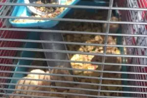 Berkat Pokemon Go, dua remaja ini bisa selamatkan 27 hewan terlantar