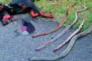 Lindungi pemiliknya, anjing ini mati akibat bertarung lawan ular kobra