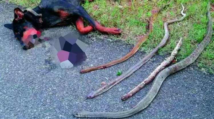 Lindungi pemiliknya, anjing ini mati akibat bertarung lawan ular kobra