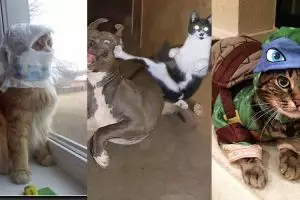 17 Foto ini tunjukkan kucing bisa jadi agen rahasia, awas diintip! 