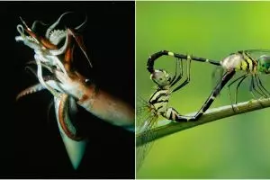  5 Hewan ini punya cara kawin paling unik di dunia