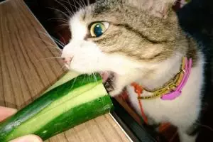 Kucing ini lebih doyan makan sayur & ubi daripada daging, kok bisa ya?