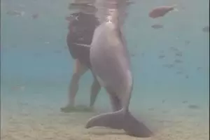 Tak cuma manusia, video lumba-lumba melahirkan ini juga bikin takjub!