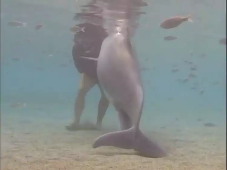Tak cuma manusia, video lumba-lumba melahirkan ini juga bikin takjub!