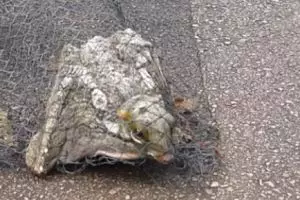 Hewan ini bikin heboh warga, bentuknya mirip Pokemon!