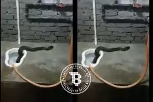 Waspada sebelum BAB, ada ular piton muncul dari lubang jamban!