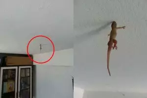 Pose langka cicak ini dijamin bikin kamu geleng-geleng kepala!