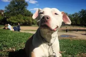 Anjing ini selalu tersenyum sejak 12 tahun lalu, alasannya bikin haru!