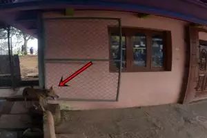 Bikin bingung pengunjung, anjing ini kelilingi kuil Hindu setiap hari