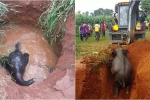 Momen dramatis penyelamatan gajah yang terjatuh ke sumur