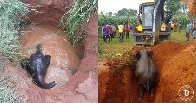 Momen dramatis penyelamatan gajah yang terjatuh ke sumur
