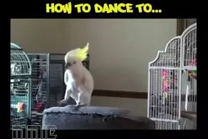 Burung-burung ini piawai menari genre EDM, luar biasa!