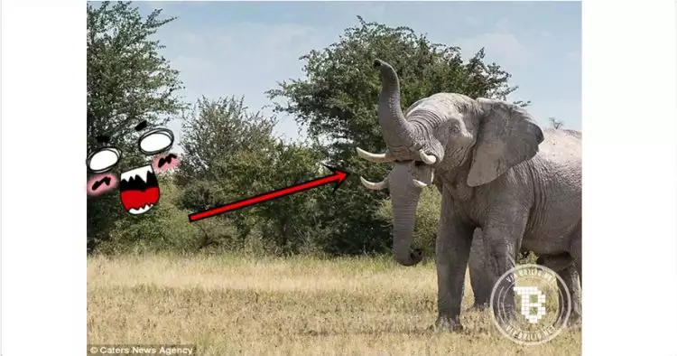 Terlihat punya dua belalai, gajah liar ini bikin heboh netizen