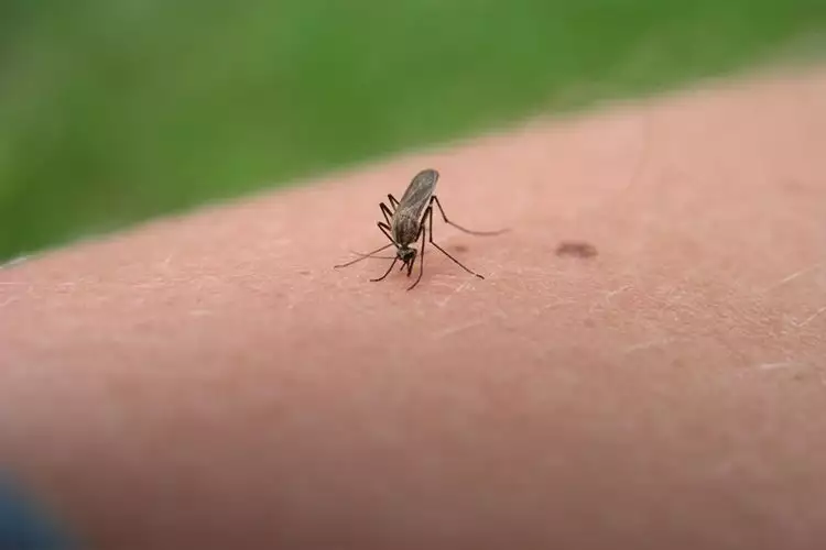 4 Tipe orang ini ternyata darahnya 'disukai' nyamuk!