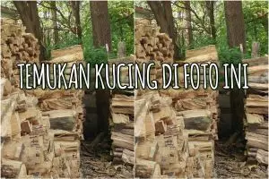 Kamu jenius kalau bisa menemukan kucing di gambar ini dalam 10 detik!