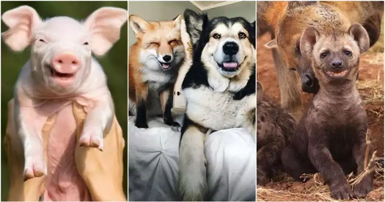 18 Potret hewan tersenyum ini dijamin bikin kamu batal bad mood! 