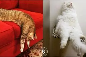 20 Foto kucing sedang malas-malasan ini bikin ingat sama Garfield