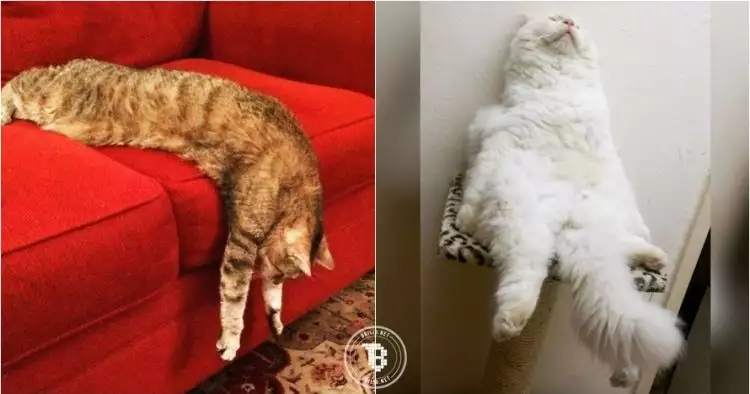 20 Foto kucing sedang malas-malasan ini bikin ingat sama Garfield
