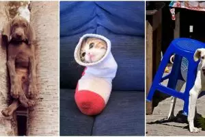 18 Foto hewan ketiban sial ini kasihan tapi bikin pengen ketawa!