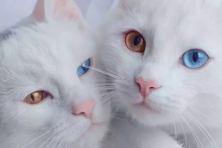 Alami kelainan genetik di mata, 17 kucing ini malah makin lucu
