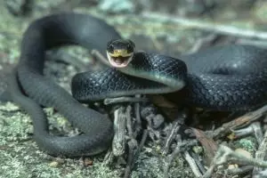 15 Foto ular jenis Black Rat ini bikin merinding, kulitnya hitam pekat