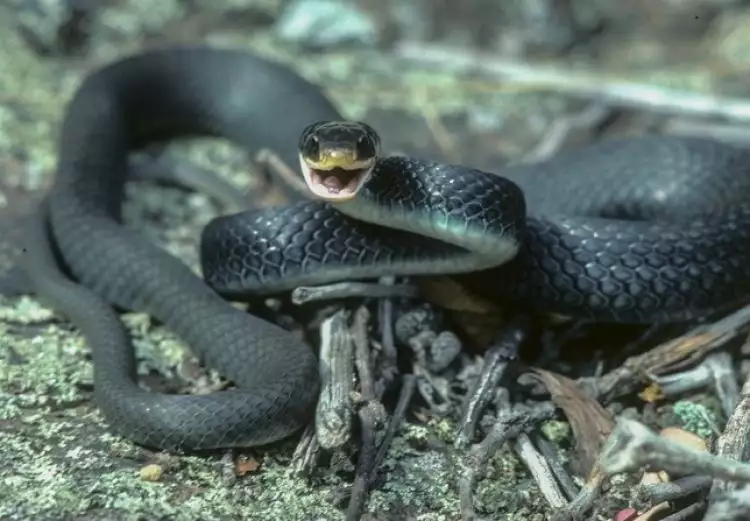 15 Foto ular jenis Black Rat ini bikin merinding, kulitnya hitam pekat