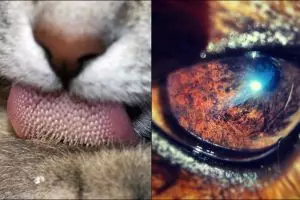 10 Foto close-up organ tubuh hewan ini dijamin bisa bikin kamu takjub