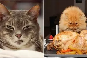 20 Foto kocak ekspresi kucing kalau lagi marah dan ngambek, serem ih..