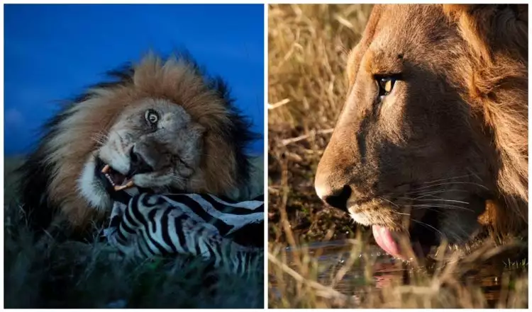 15 Foto close-up garangnya singa ketika berburu, bikin merinding