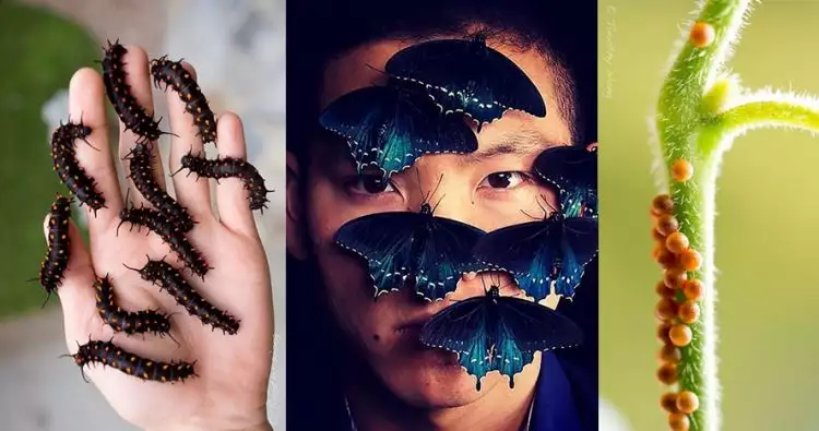 Ahli sains ini selamatkan kupu-kupu yang nyaris punah, keren 
