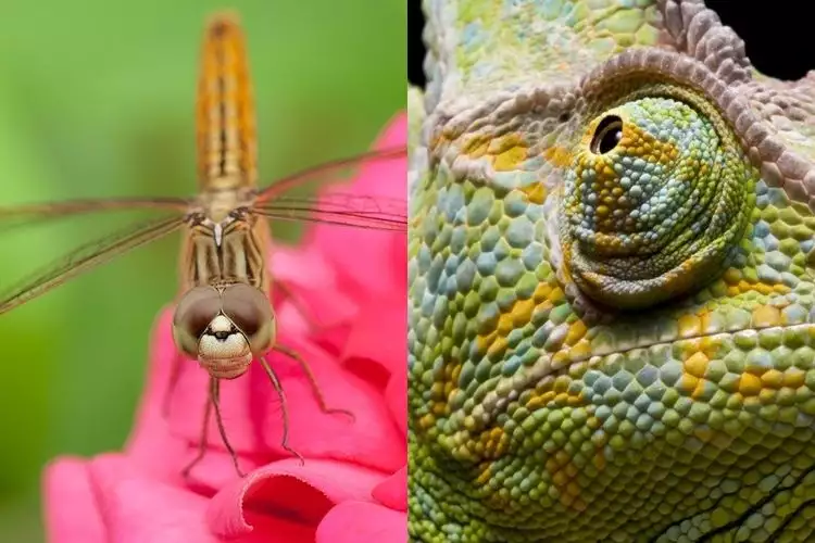 15 Foto close-up bola mata hewan ini tak cuma unik tapi juga keren