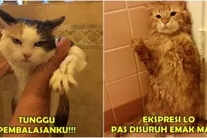 21 Ekspresi kocak binatang peliharaan saat dimandikan, bikin gemes...