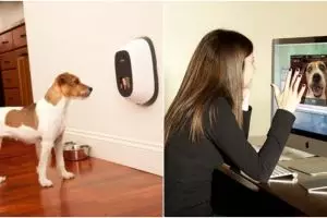 Gadget ini bisa buat ngobrol dengan hewan peliharaan saat jauh lho