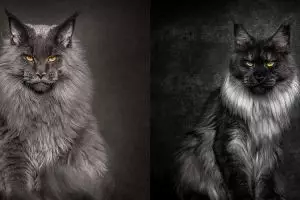 15 Foto sisi lain ekspresi kucing, ternyata juga bisa gahar