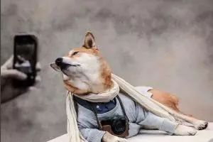 Anjing ini jika didandani ternyata keren, 15 foto ini buktinya