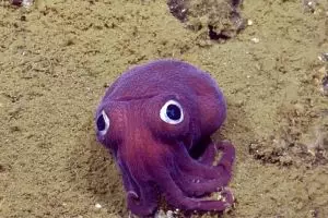 Hewan seperti mainan ini benar-benar hidup, imut-imut ya