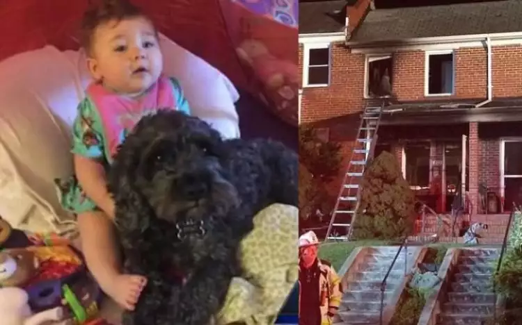 Anjing ini tewas demi selamatkan bayi dari kebakaran rumah, sedih ya
