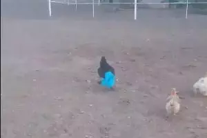 Video ayam pakai celana ini bikin ngakak banget, ada-ada saja! 