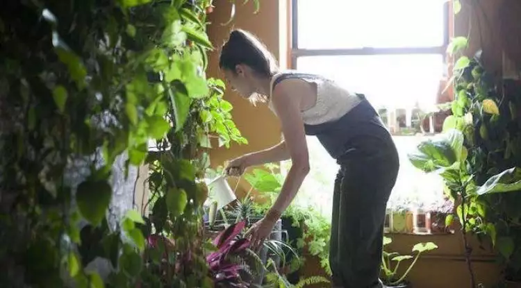 Cinta lingkungan hijau, wanita ini bikin kebun di apartemennya