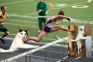 10 Foto editan pose kucing ini dijamin bikin ketawa dan hilangkan bete