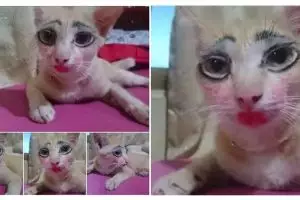 Kucing ini dirias 'cantik' pemiliknya, respons netizen bikin ketawa