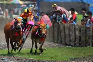 Karapan Sapi Madura bakalan diangkat ke film Hollywood lho