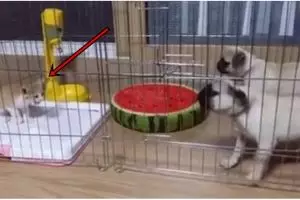 Video ini buktikan kalau anjing ternyata takut kucing, bikin ngakak