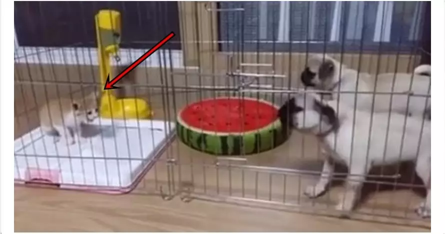 Video ini buktikan kalau anjing ternyata takut kucing, bikin ngakak