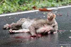 Induk jadi korban tabrak lari, ekspresi anak monyet ini mengharukan